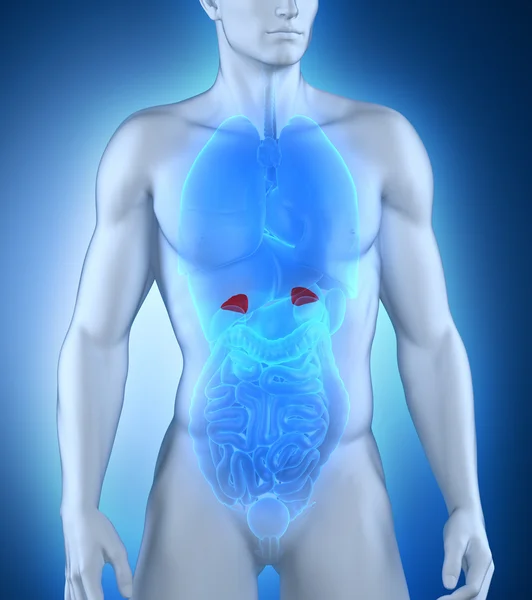副腎の男性の解剖学 — ストック写真
