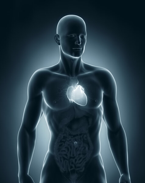 Человек анатомия сердца передний вид
