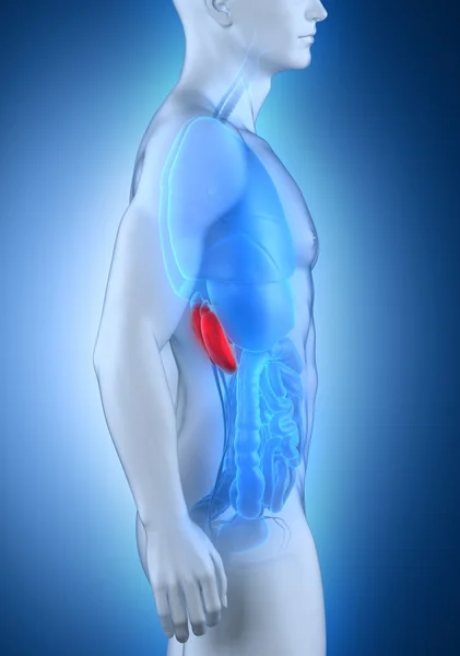 男性の腎臓の解剖学の側面図 — ストック写真