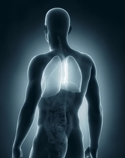 Pulmones masculinos anatomía vista posterior — Foto de Stock