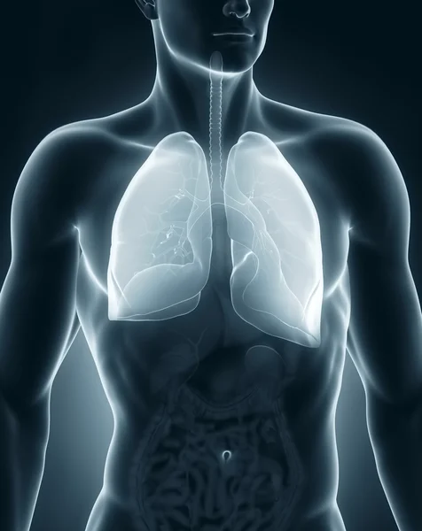 男呼吸器系の解剖学の前方ビュー — ストック写真