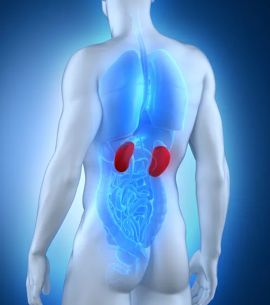 Male kidney anatomy posterior view — Stock Photo, Image