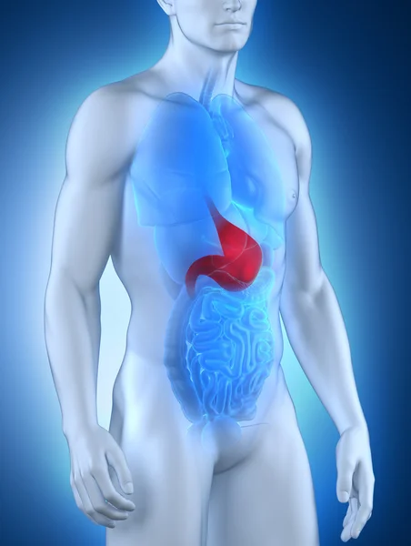 Male stomach anatomy anterior view — Stock Photo, Image