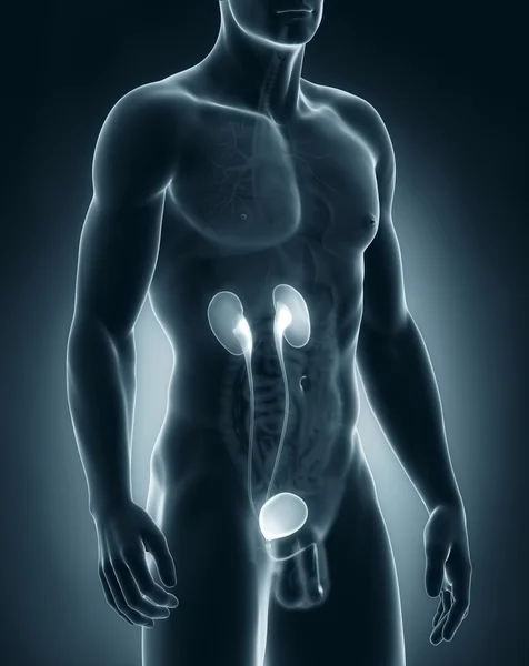 Male urinary system anatomy — Stock Photo, Image