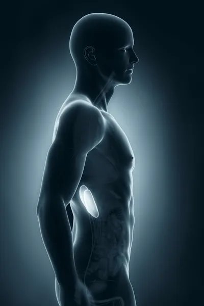 Male kidney anatomy lateral view — Stock Photo, Image