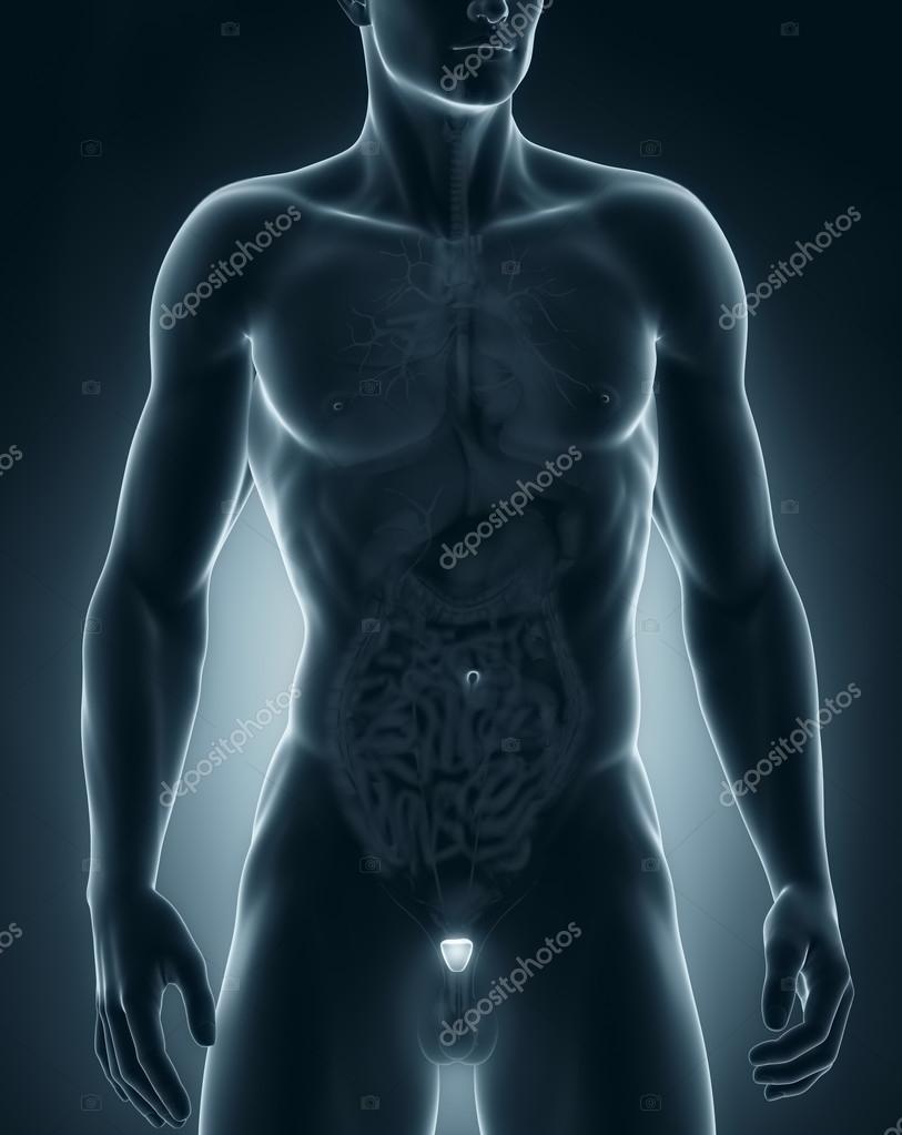 anatomia organizzazione umano maschio prostata addome