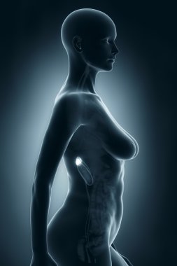 kadın adrenal anatomisi