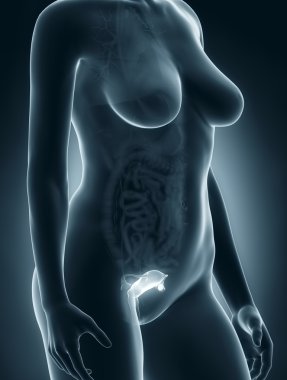 kadın genital anatomisi