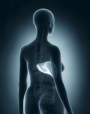 karaciğer kadın anatomisi