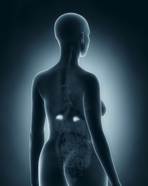 kadın adrenal anatomisi