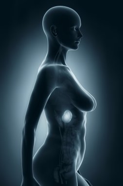kadın dalak anatomisi