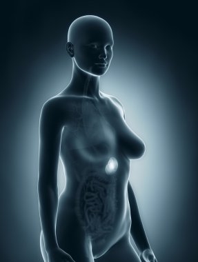 kadın dalak anatomi x-ray