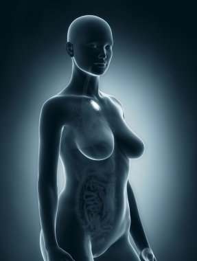 kadın timus anatomisi