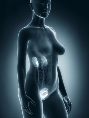 ürogenital kadın anatomisi