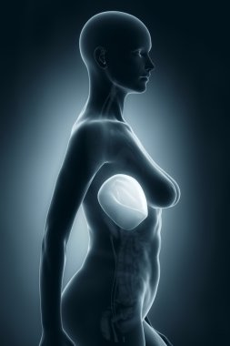 womn karaciğer anatomisi