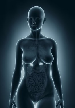 kadın adrenal anatomisi