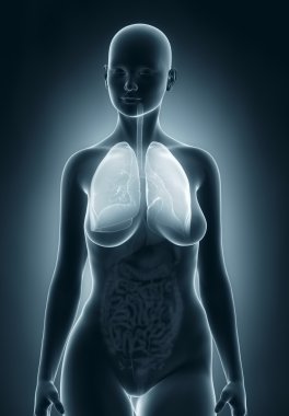 kadın solunum sistemi anatomisi