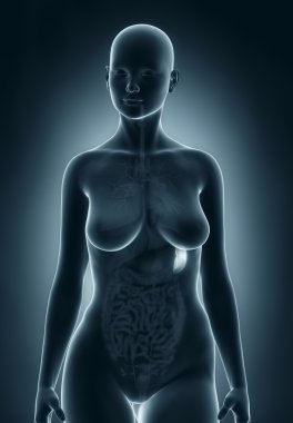 kadın dalak anatomisi