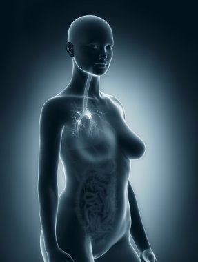 kadın bronş ağaç anatomisi