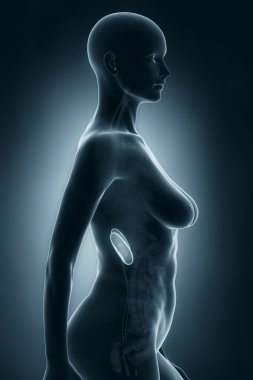 kadın böbrek anatomisi
