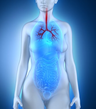 kadın bronş ağaç anatomisi