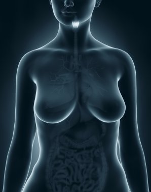 kadın larenks anatomisi