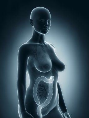 kadın kolon anatomisi