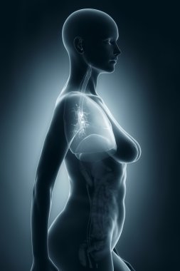kadın solunum sistemi anatomisi