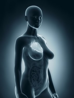 kadın kalp anatomisi