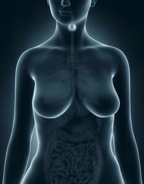 kadın tiroid anatomisini