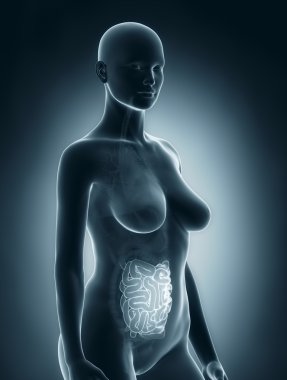 kadının cesareti anatomi x-ray