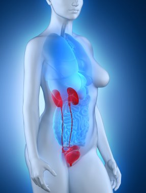 Woman urogenital anatomy clipart