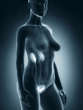 kadın ürogenital sistem anatomisi