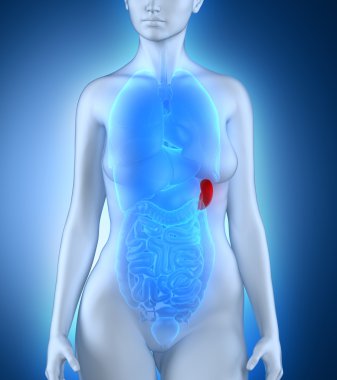 kadın dalak anatomisi