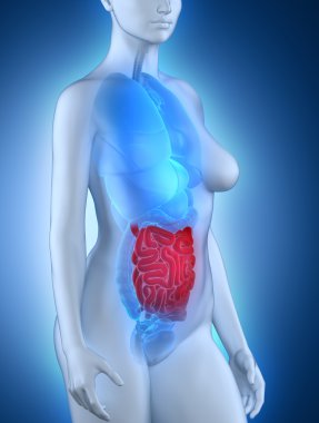 kadının cesareti anatomisi