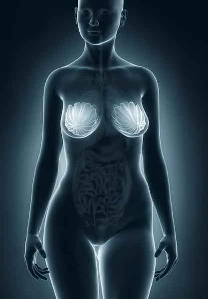 Woman breast anatomy — Stock Photo, Image