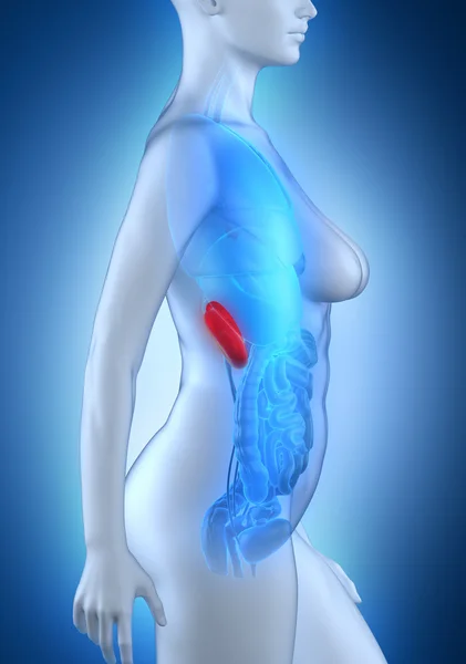 Woman kidney anatomy — Stock Photo, Image