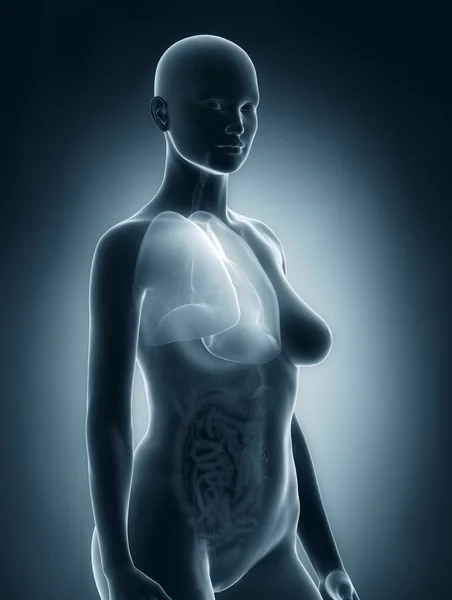 Kadın akciğerler anatomi — Stok fotoğraf