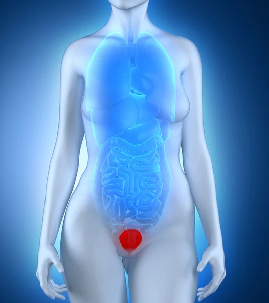 Female bladder anatomy — Stock Photo, Image