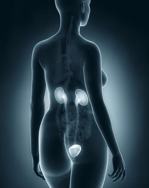 Woman urinary system anatomy — Stock Photo, Image