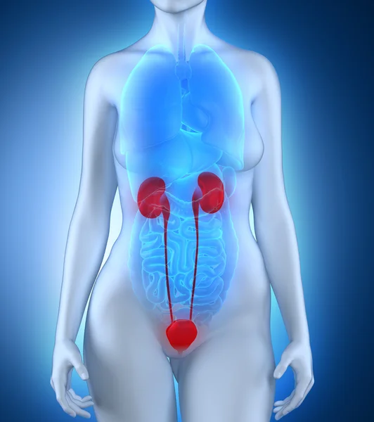 Woman urinary system anatomy — Stock Photo, Image