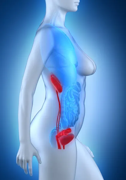 Frau urogenitale Anatomie — Stockfoto