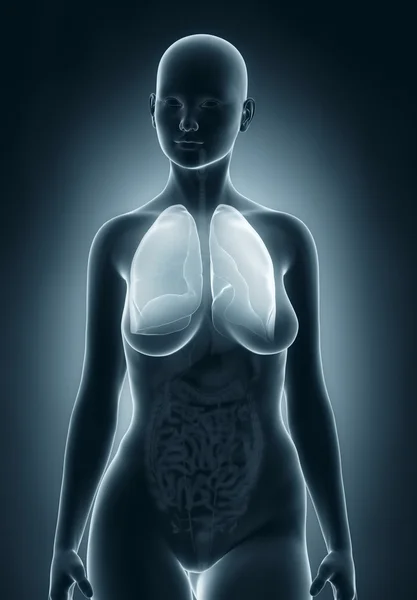 Vrouw longen anatomie — Stockfoto