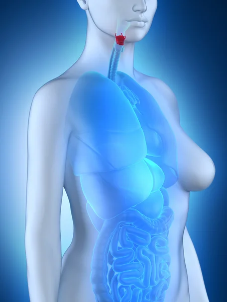 Naisen kurkunpään anatomia — kuvapankkivalokuva