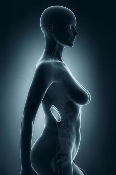 女人肾解剖 — 图库照片