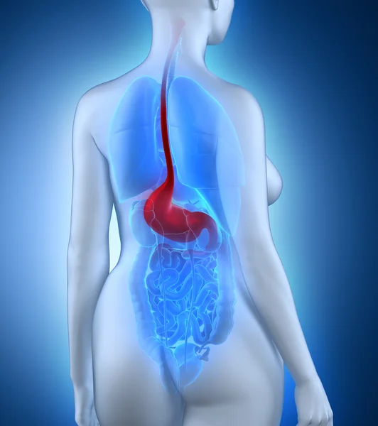 Анатомия желудка женщины — стоковое фото