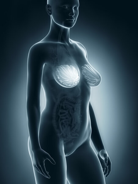 Woman breast anatomy