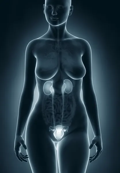 Anatomia urogenitale femminile — Foto Stock