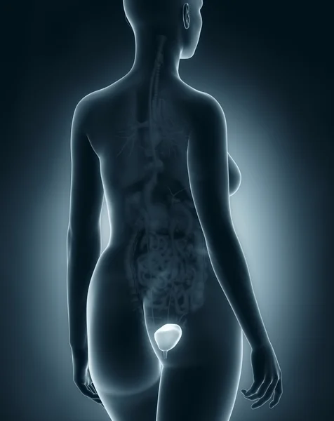 Anatomia kobiety pęcherza moczowego — Zdjęcie stockowe