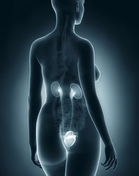 女性泌尿生殖系统解剖 — 图库照片